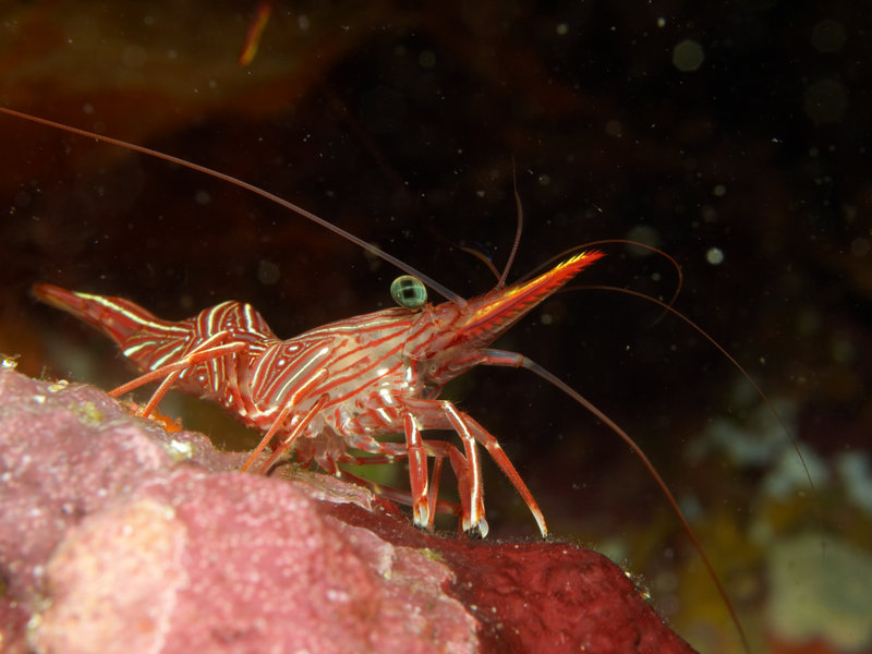 Boxer Shrimp